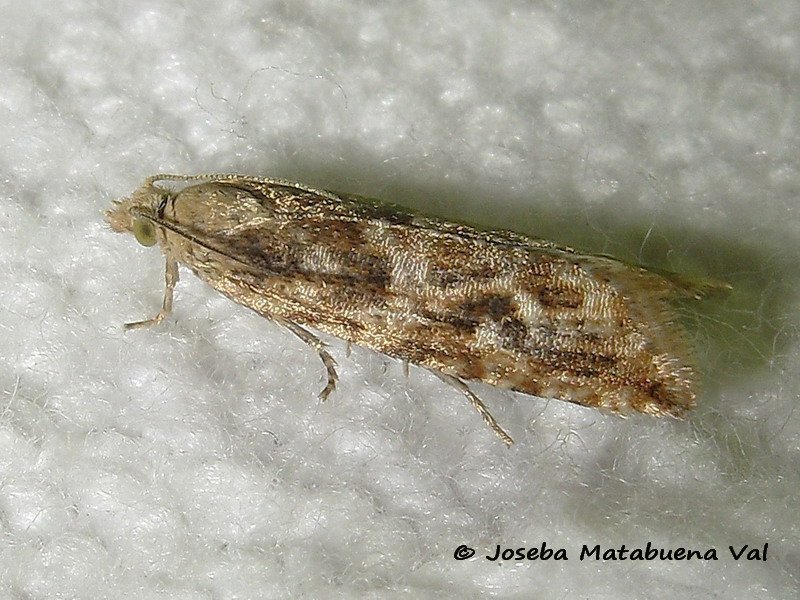 Bactra furfurana - Tortricidae